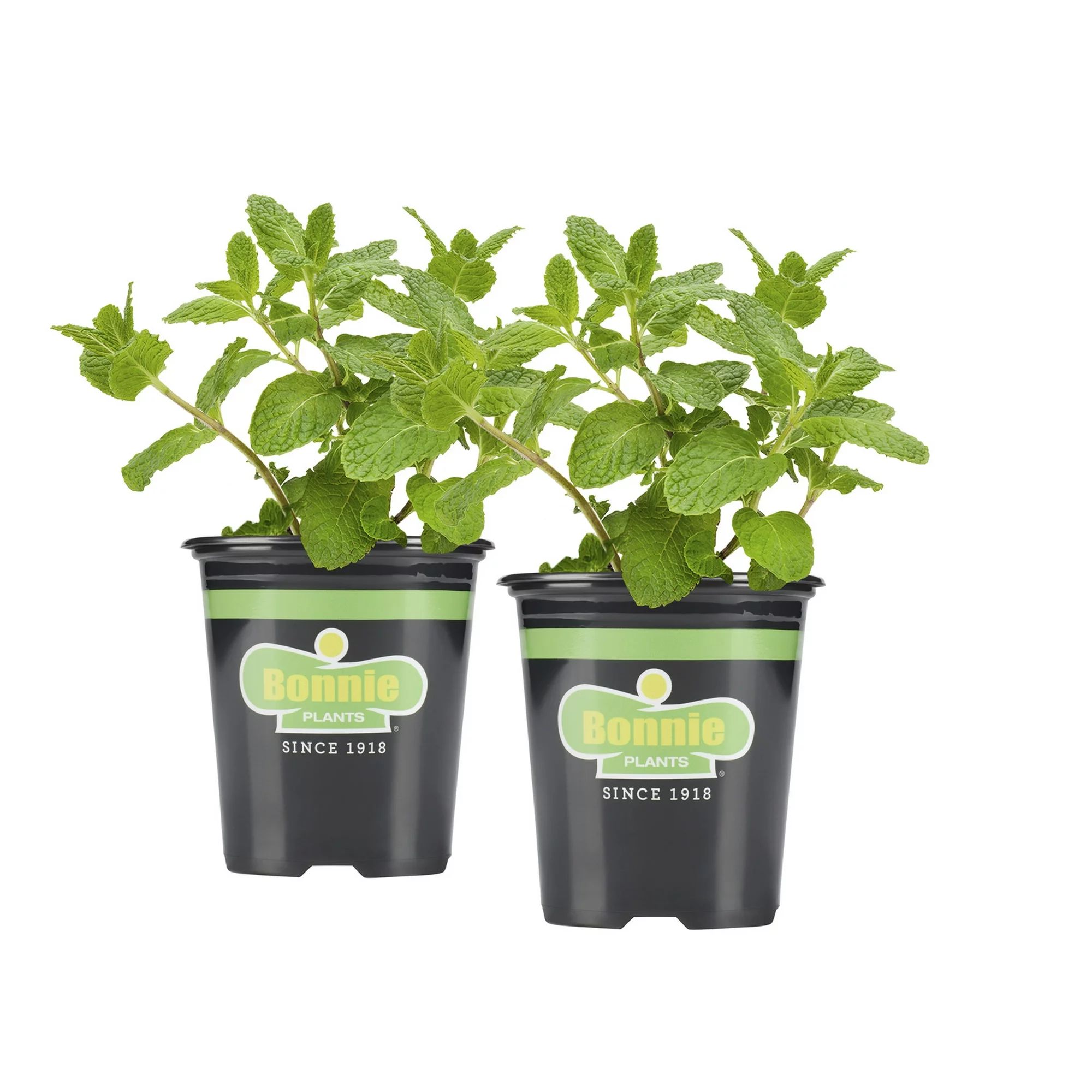 Bonnie Plants Sweet Mint 19.3 oz. 2-pack | Walmart (US)