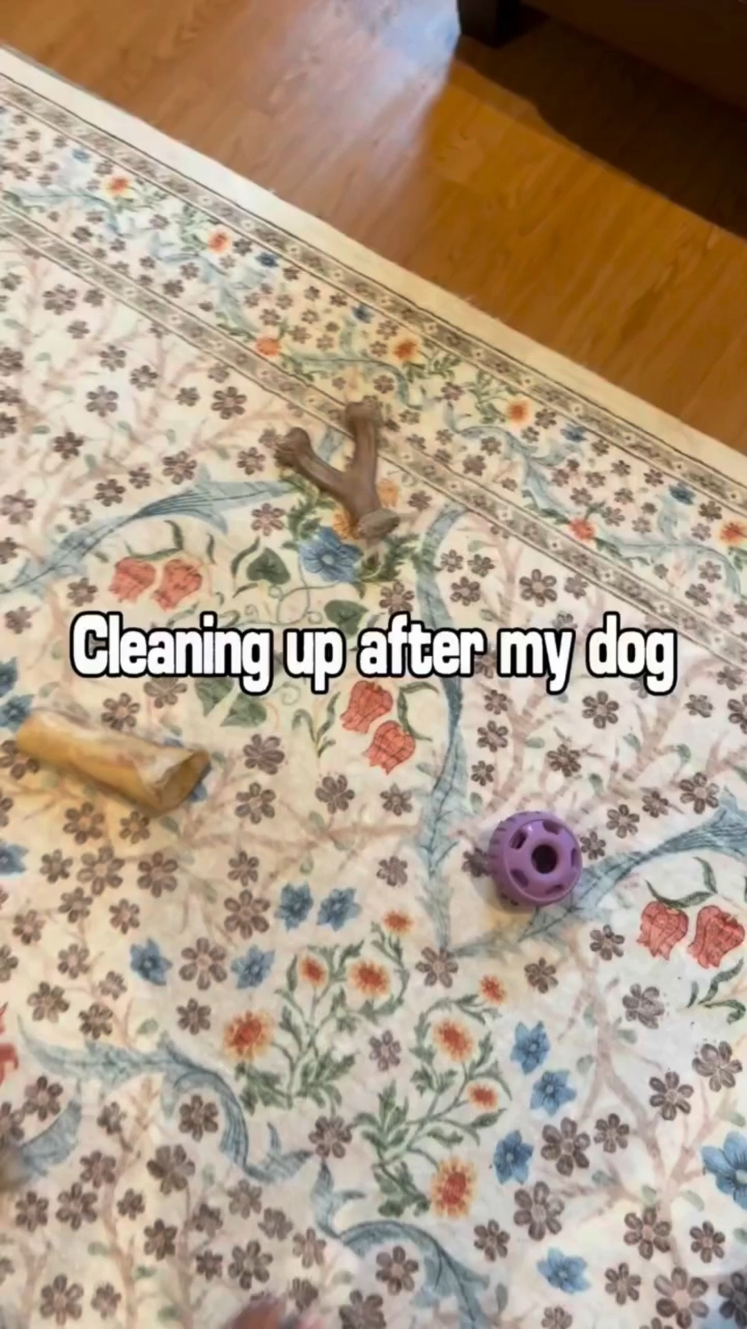 POV: Cleaning up after a spoiled dog is a full-time job #dogsofinstagram #funnydogenergy #relatabledog #doodlechaos #doodlesbeingdoodles