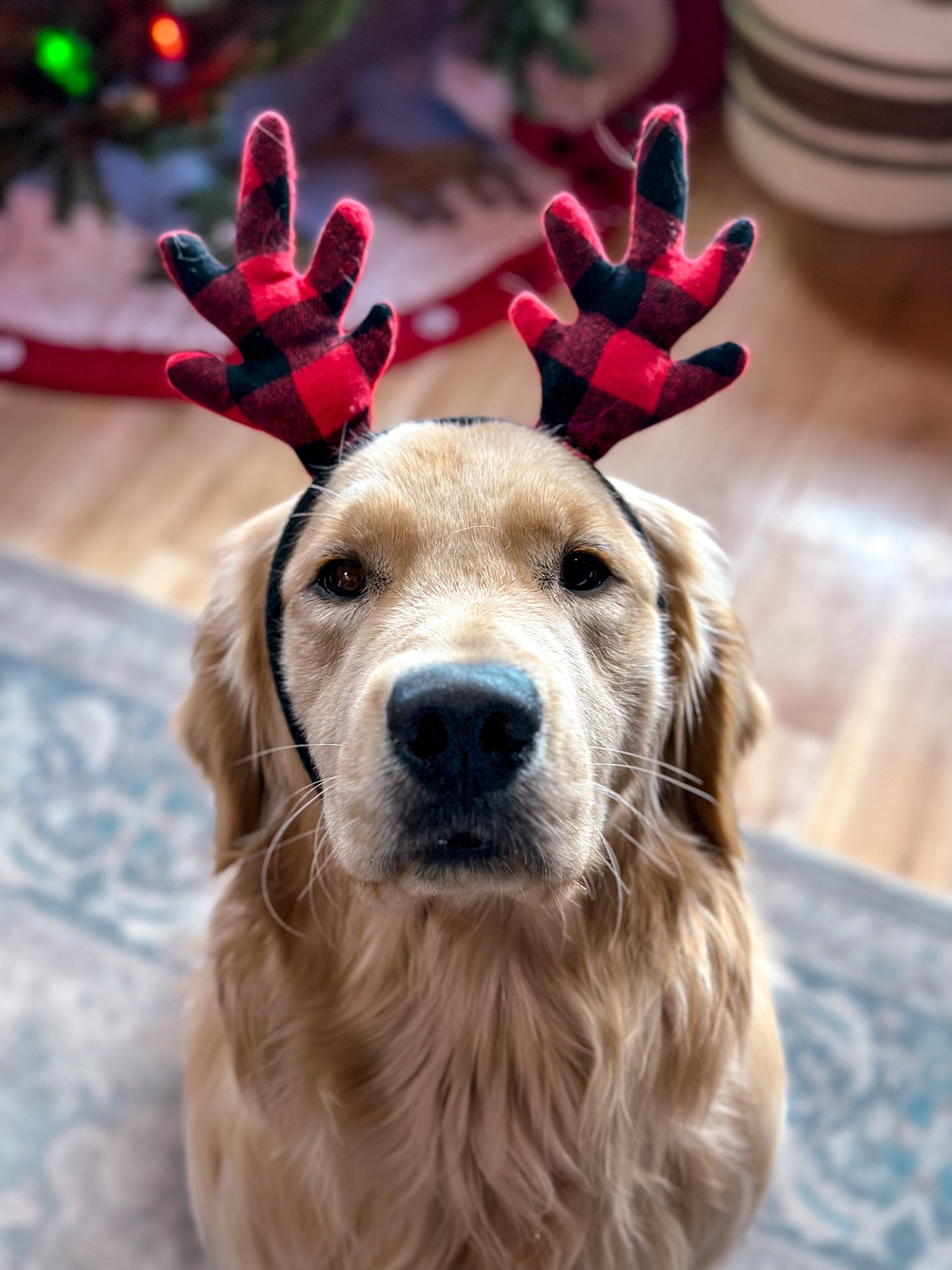 Plaid antlers 😍

#LTKSeasonal #LTKunder50 #LTKHoliday