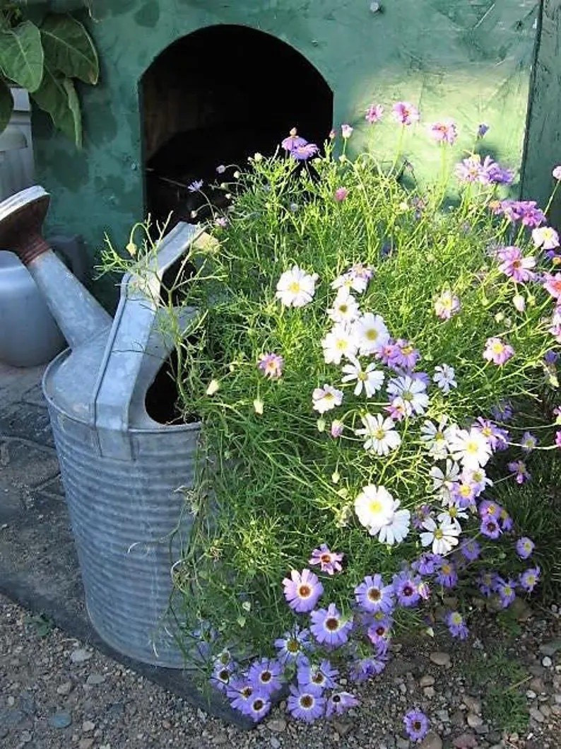 Fill your summer garden with soft, cheerful color using Swan River Daisy Mix seeds from SEEDVILLEUSA, a delicate sun-loving bloomer that produces waves of purple, blue, lavender, and white daisy-like flowers with sunny yellow centers. Perfect for borders, containers, and pollinator spaces, this generous seed packet makes it easy to grow an airy, cottage-style display while supporting eco-friendly shipping from Ohio. 🌼 #SwanRiverDaisy #SummerFlowers #CottageGarden #PollinatorFriendly #SeedStarting #FlowerGarden #GardenInspiration

#LTKHome #LTKSeasonal #LTKdayinmylife