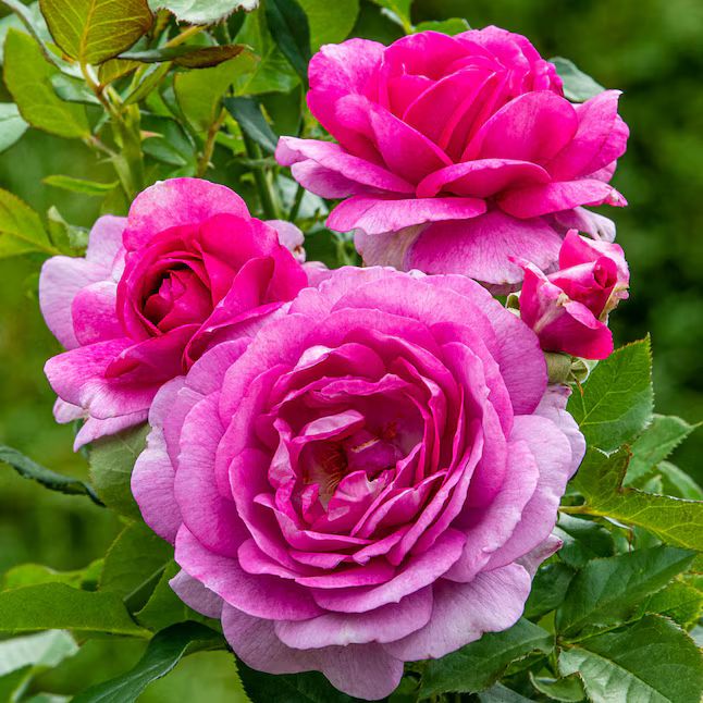 Spring Hill Nurseries 1 Pack in Pot Pink Flowering Perfume Factory Hybrid Tea Rose | Lowe's