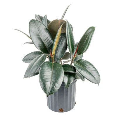 Costa Farms Indoor Burgundy Rubber House Plant in 10-inch Grow Pot | Wayfair North America