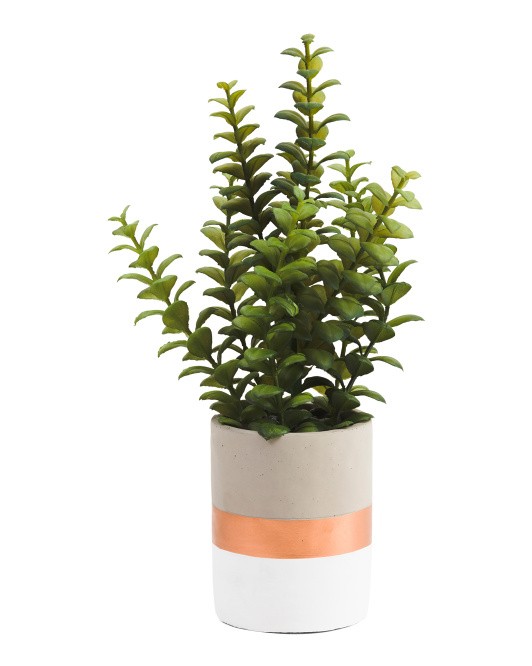 16in Succulent In Cement Pot | TJ Maxx