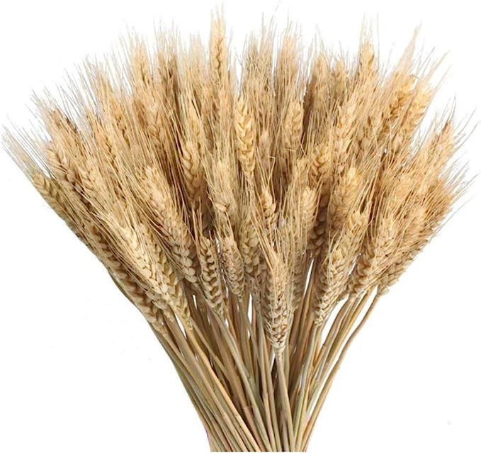 Country-living 100 Pcs Dry Wheat Grass Bouquet Natural Wheat Dried Grasses Bundle Dried Wheat Len... | Amazon (US)