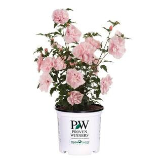 1 Gal. Pink Chiffon Rose of Sharon (Hibiscus) Live Shrub, Light Pink Flowers | The Home Depot