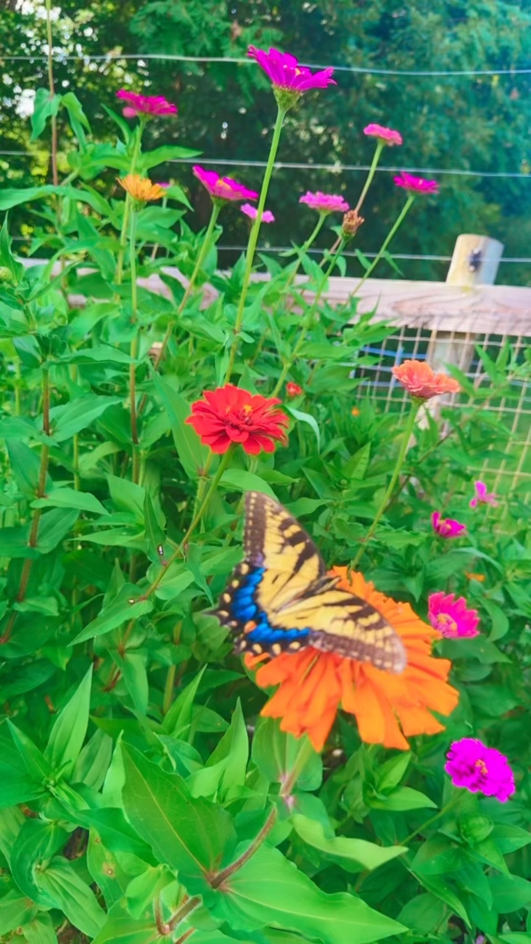 Come to the garden with me to pick some   f a r m   f r e s h   f l o w e r s  💐🫙👩‍🌾🌼🧺🌻🪴🌸🪻