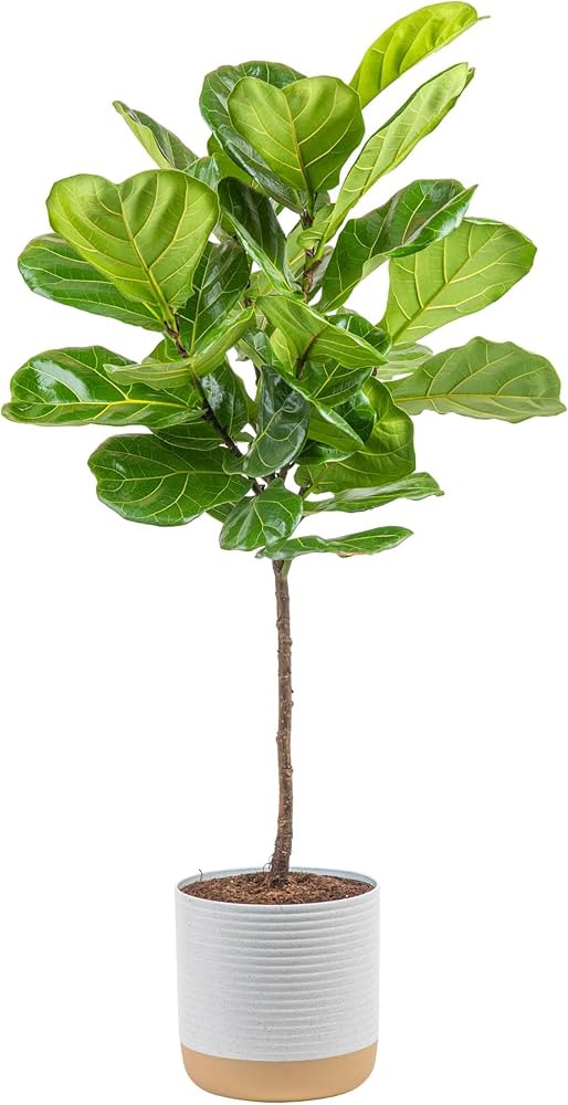Costa Farms Fiddle Leaf Fig Tree, Ficus Lyrata Live Indoor Plant Potted in Indoor Garden Plant Po... | Amazon (US)