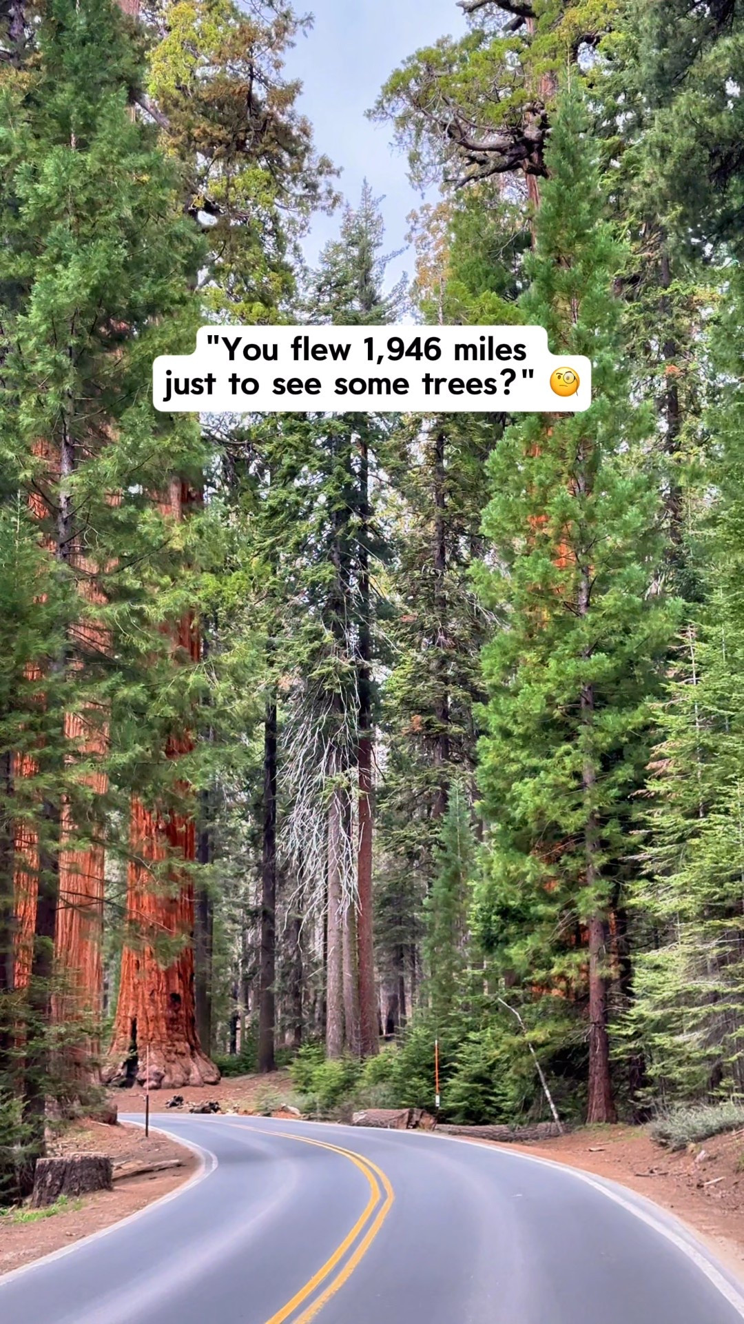 We were NOT prepared for how massive these trees are 😳🌲

💜Follow @KatieOSheaAway for all the specific details you need to plan your dream trips!

📍Sequoia National Park, California
 WOW — the size of these trees is hard to describe - and photos and videos don’t do it justice!

🌲 Top Things to Know Before You Go: – Must-See: General Sherman Tree, Congress Trail, Tunnel Log, Moro Rock – Best Time to Visit: Late spring to early fall (before snow closures!) – Packing Tips: Bring layers — temps drop fast in the shade and elevation. – Entrance Fee: Use your America the Beautiful National Parks Pass to save!

🛍️ Hiking Gear We Packed: ✔ Moisture-wicking layers ✔ Grippy trail shoes ✔ Daypack with snacks + water ✔ Camera + tripod

💬 Comment “HIKE” for our Free Hiking & Adventure Essentials Checklist + Gear Guide! 🥾

📌Save this for your Sequoia National Park trip & SHARE it with your outdoorsy bestie 🌄

Is Sequoia National Park on your bucket list? 😍
 💬 Comment “SHOP” and we’ll send you a DM to shop this video with our hiking essentials.

💜Follow @KatieOSheaAway to turn your bucket list into reality — one National Park at a time!

#sequoianationalpark #californiatravel #usaroadtrip #travelcouple #adventuretravel #hikingcouple #nationalparktravel #nationalparks

#LTKActive #LTKTravel #LTKMidsize