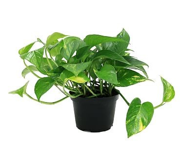 Fresh Golden Pothos Plant | Pottery Barn (US)
