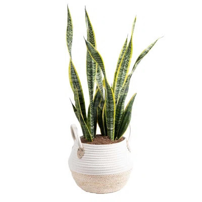 Snake Plant in Planter | Wayfair North America