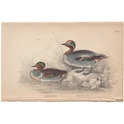 Jardine/Lizars antique hand-colored engraving bird print 3 Common Teal  | eBay | eBay US