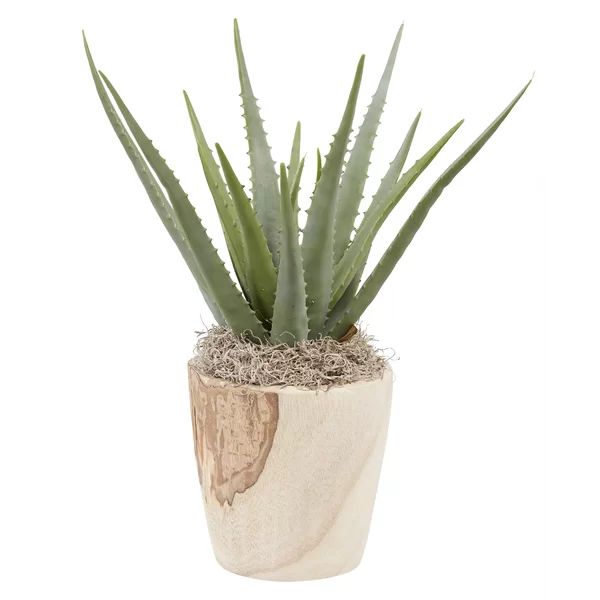 Aloe Plant | Wayfair North America