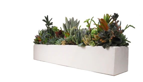 Succulent Concrete Centerpiece Arrangement 24" Large White Rectangular Planter Modern Minimalist Dis | Etsy (US)