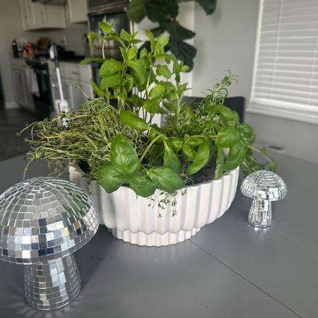 My attempt to be green on #EarthDay!  I made an herb garden in an attempt to have fresh and not have to constantly buy them!  #freshherbs #herbgarden #tabletopgarden #freshfood

#LTKhome #LTKSeasonal