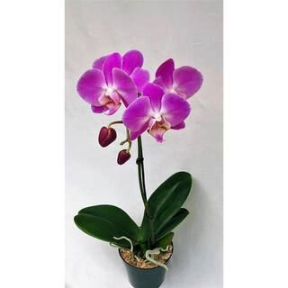 4 in. Phalaenopsis Orchid in Grower Pot PHAL4BLOOM | The Home Depot
