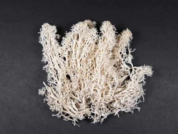 Preserved Reindeer Lichen Moss - Etsy Canada | Etsy (CAD)