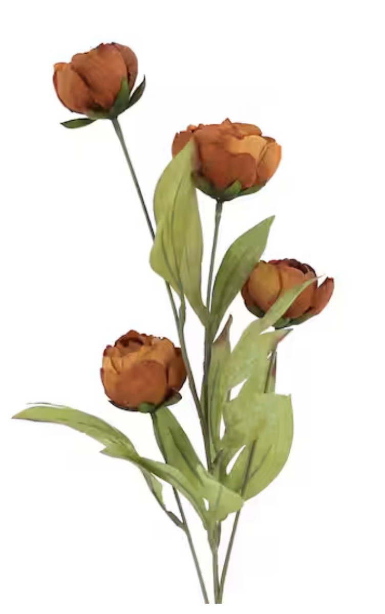 27.5" Dried Brown Peony Stem by Ashland

#LTKSeasonal #LTKSaleAlert #LTKHome