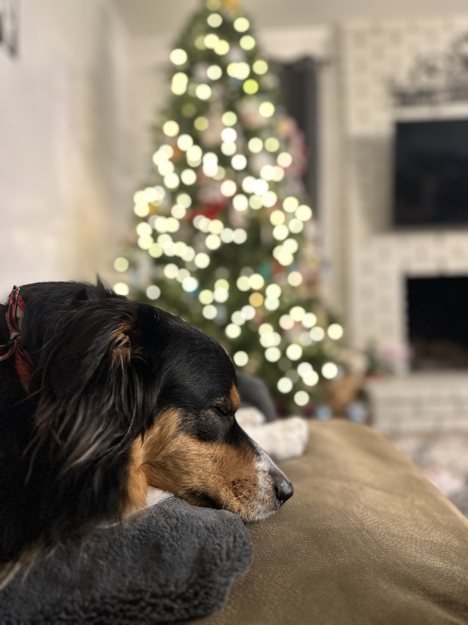 May your days be merry and bright 
🎄 ✨ ❄️ 
.

.

.

.
Christmas Decor
Seasonal
Pets
Christmas Tree

#LTKHome #LTKSeasonal #LTKmomlife