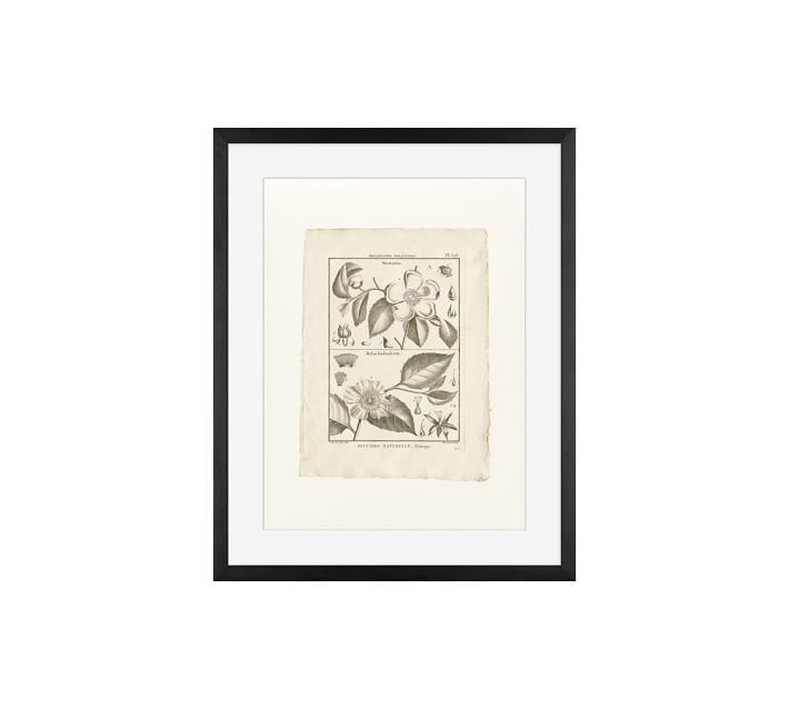 Botanical Plate 593 Framed Print | Pottery Barn (US)