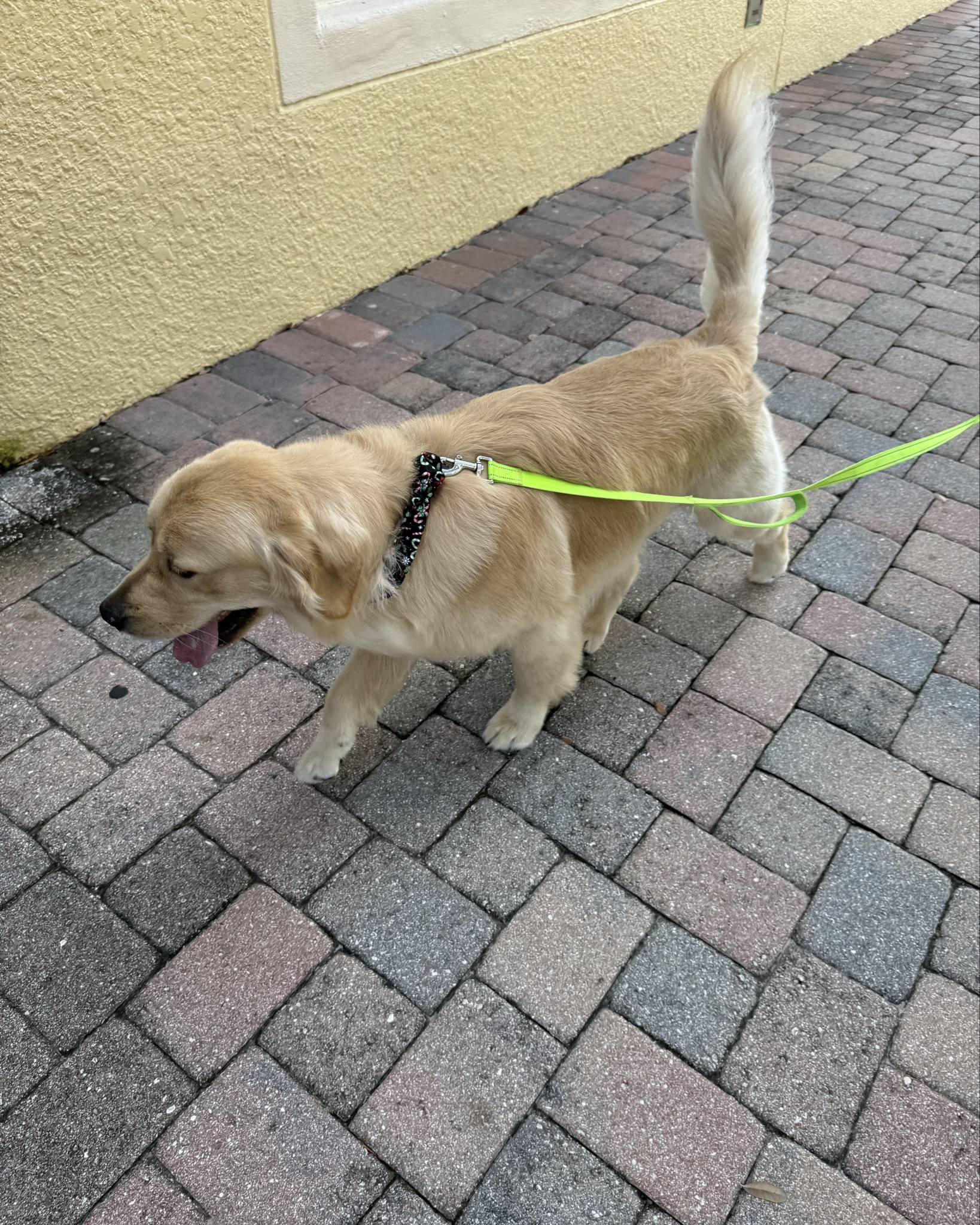 Cooper got a candy cane bandana at his groomer apt this weekend❤️🤍they also gave an extra for his brother but Niko couldn’t be bothered to let us put it on 😅


#LTKpets

#LTKHoliday #LTKstorytime
