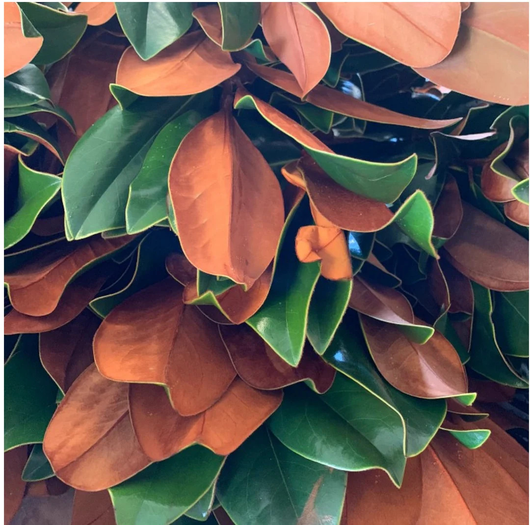 Fresh Magnolia Garland - set of 5, 10 ft or 6 ft | Etsy (US)