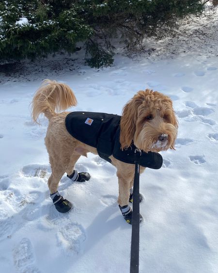 Dog winter essentials! Wearing a size medium in dog boots and a size medium in the jacket 

#LTKfindsunder50 #LTKSeasonal #LTKfindsunder100