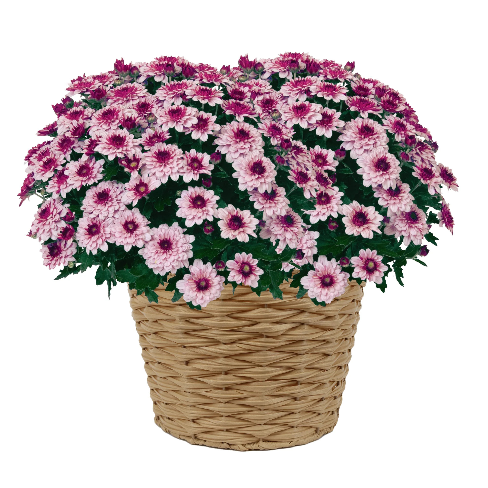 Better Homes & Gardens 2.5G Purple Mum Live Plant in Bushel Basket | Walmart (US)