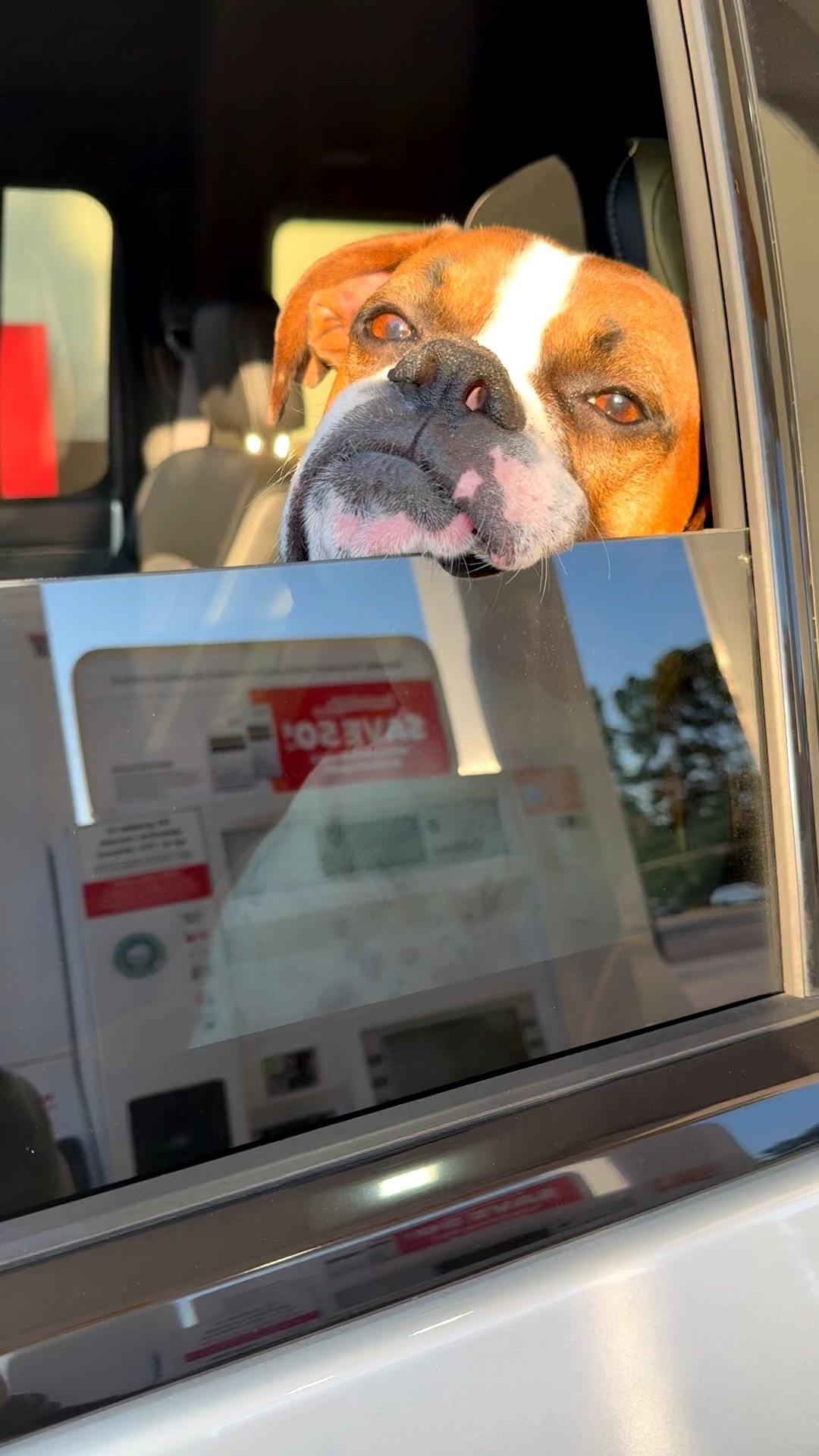 My boxer, Bruno, loves bread. I stopped to get gas and he quickly dove in my back seat and ate part of my bagel. He’s so bad🤣🤣 

#LTKFindsUnder50 #LTKPets #LTKFamily