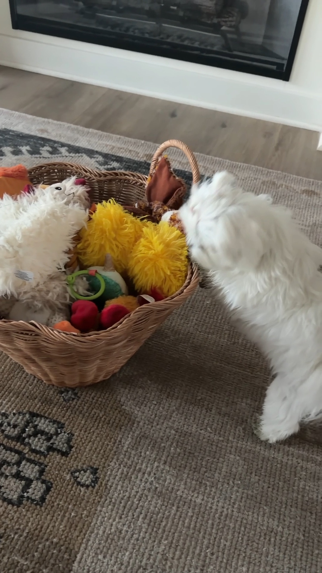 Dog toy basket but make it cute 