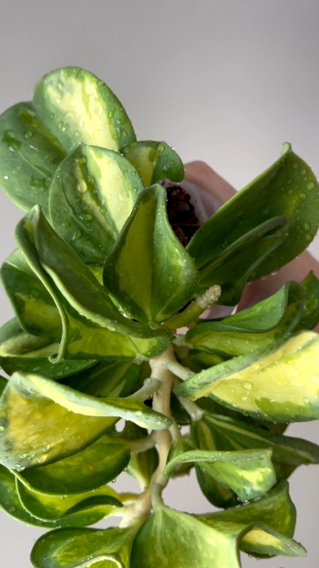 This #hoyapachycladavariegata is a bit of a slow grower, but I’m ok with that. I love the look of it just as it is. Since it is a slow grower it constantly stays in this beautiful controlled shape! This one is certainly on top 10 favorites list. 

The name of this one was changed recently but I still refer to this one by its old name. But it’s time to move on, so I’ve referenced both names! Here are some of the names we can use for this hoya: #hoyasubquintuplinervis aka #hoyapachyclada, #hoyapachycladainnervariegated aka #hoyasubquintuplinervisvariegata 

Liz’s personal experience only…every environment is different:
🪴Light: under a grow light
🪴Water: when dry
🪴Avg Temp last 30 days: 72F
🪴Relative Humidity last 30 days: 45%
🪴Fussy: not for me
🪴Rate of growth: slow
🪴Rareness: not easy to find at all
🪴Pot size: 3” clear pot
🪴Growing Medium: coco husks with a tad bit of coco coir mixed in
🪴Fertilizer frequency: I use a nutrient diverse fertilizer that is perfect for Hoyas! I use it about every other watering while I’m seeing active growth. I stop if the plant is dormant. This fertilizer contains macro & micronutrients, it’s the best I’ve found for hoyas!
🪴Time In My Care: 2 months 
🪴Would Liz recommend this one: yes!

#ilovehoyas #hoyacollector #hoyahead #hoyaappreciation #hoyacollection #plantsmakemehappy#hoyalover #ihavethisthingwithplants #hoya #easilydistractedbyplants

#LTKFindsUnder50 #LTKFindsUnder100 #LTKHome