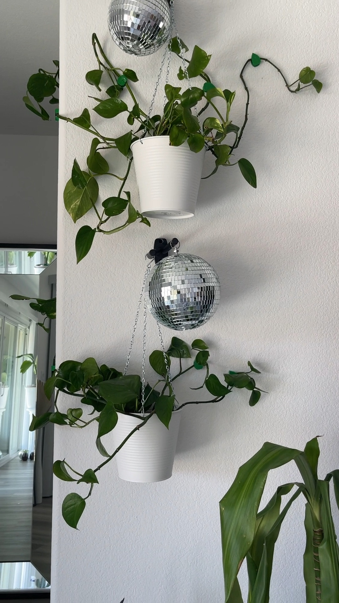 Plant wall clip 🌱
#plant #plantclip #amazonfinds

#LTKhome #LTKunder50 #LTKFind