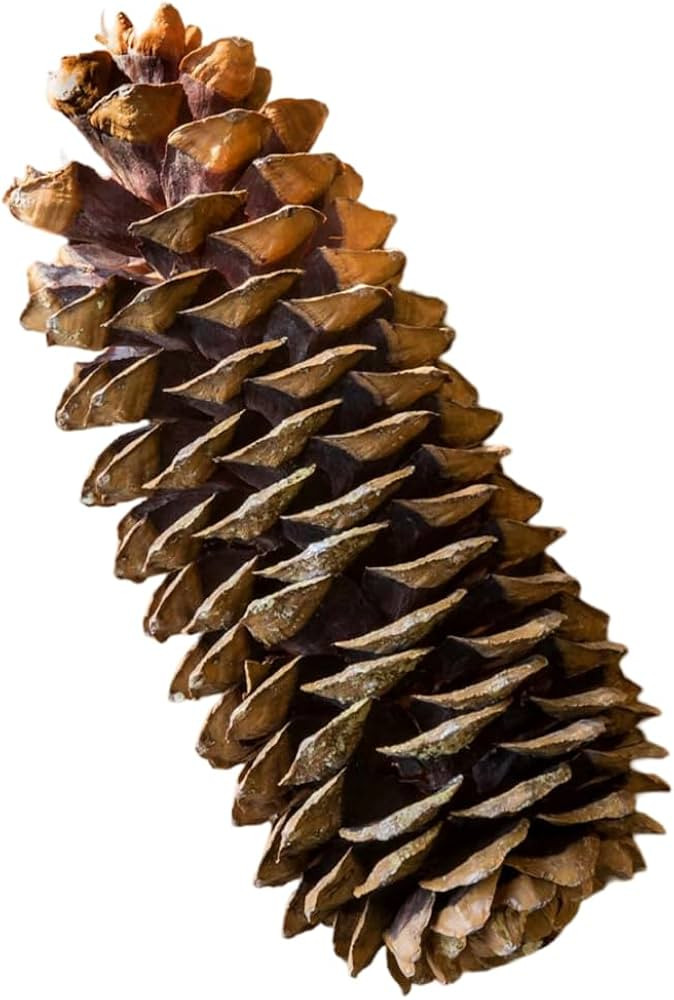 Park Hill Collection XBD81740 Sugar Pine Cones, 14-inch Length, Brown | Amazon (US)
