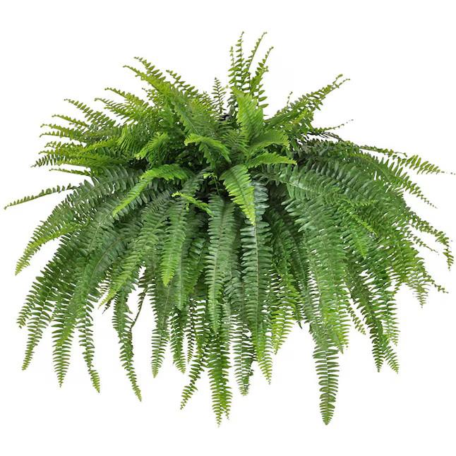 United Nursery Boston Fern House Plant in 10-in Hanging Basket | Lowe's