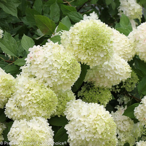 Limelight Hydrangea | Plant Addicts