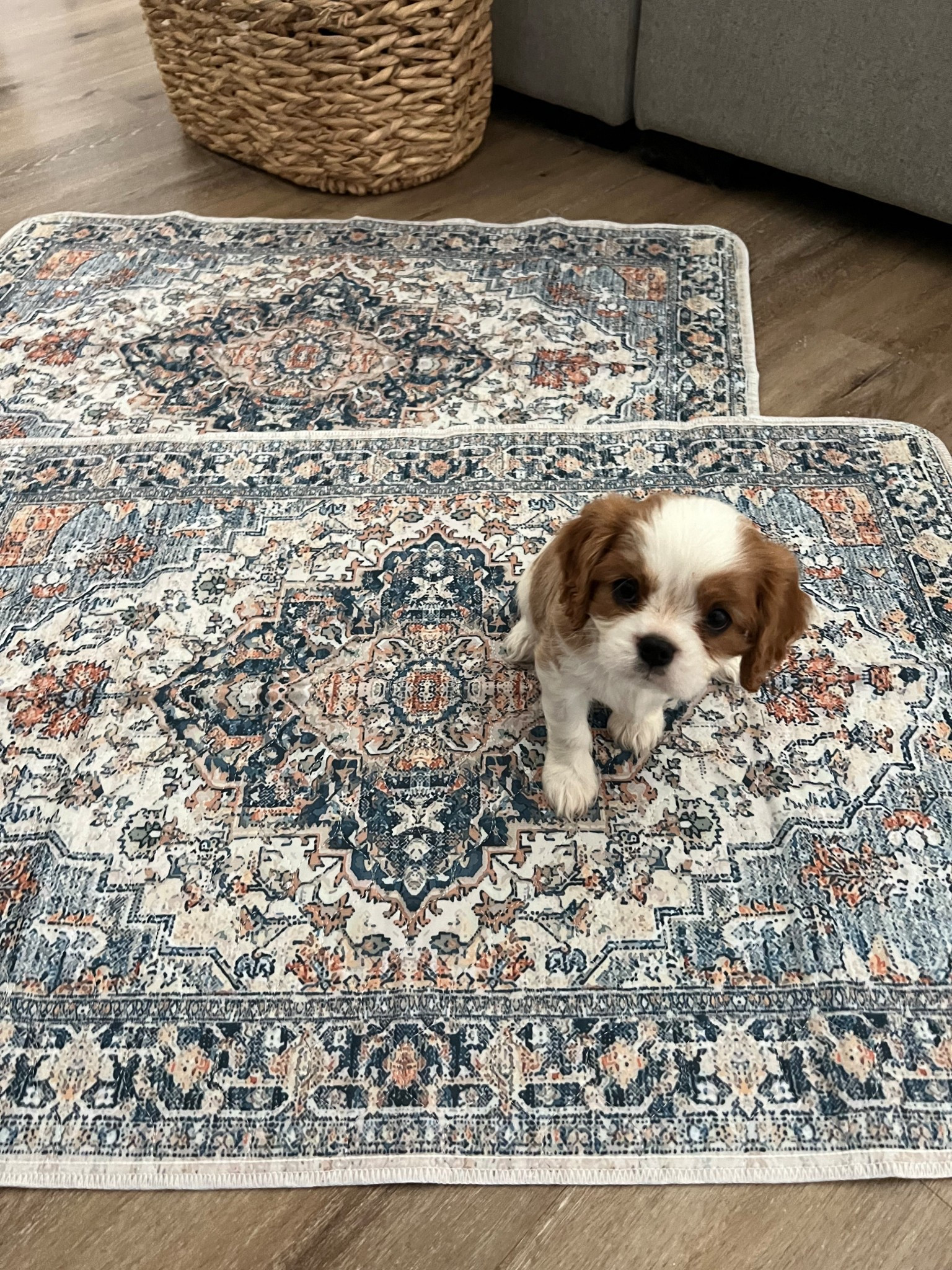 Washable puppy pads, puppy supplies, dog