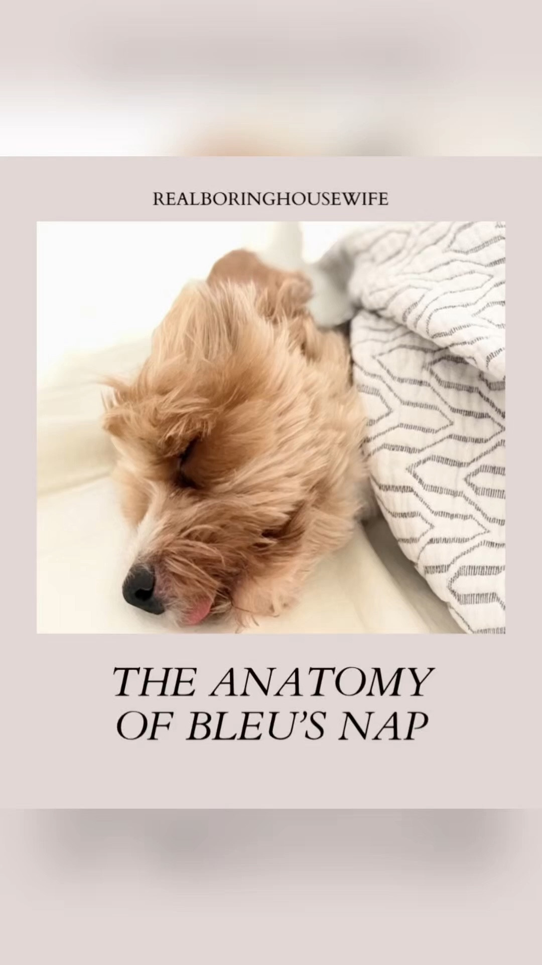 I can’t talk right now, my baby Bleu is napping. He tucks himself in and gets the most comfortable rest on mommy and daddy’s favorite sheets. Some sleep deserves more. 

🔗https://bit.ly/RBHOUSEWIFE

Too soon to buy? Love ‘❤️’ this post in my shop to get a price drop notification. 

RealBoringHousewife on the LTK app


#LTKSaleAlert #LTKHome