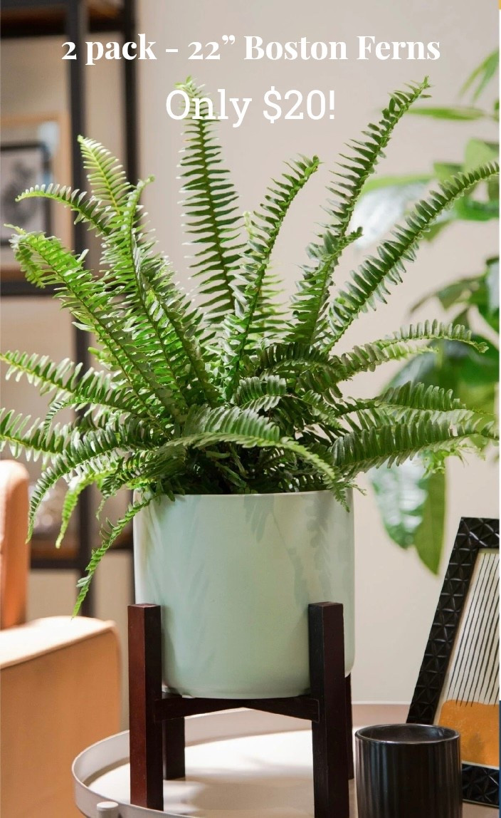 Amazing quality ferns delivered right to your door from Costa Farms!  

#LTKMothersDay #LTKSeasonal #LTKSaleAlert