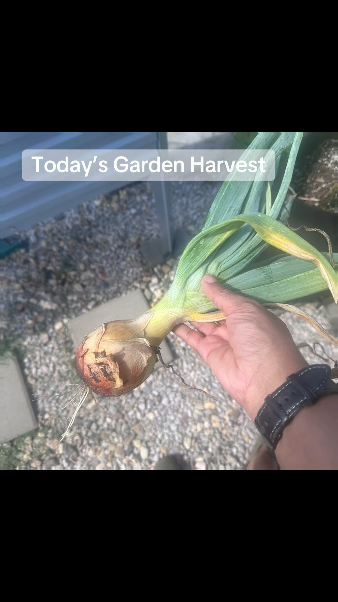 The largest onion I’ve grown!! #gardening #TexasGardening #GrowYourOwnFood #onion

#LTKHome #LTKSeasonal