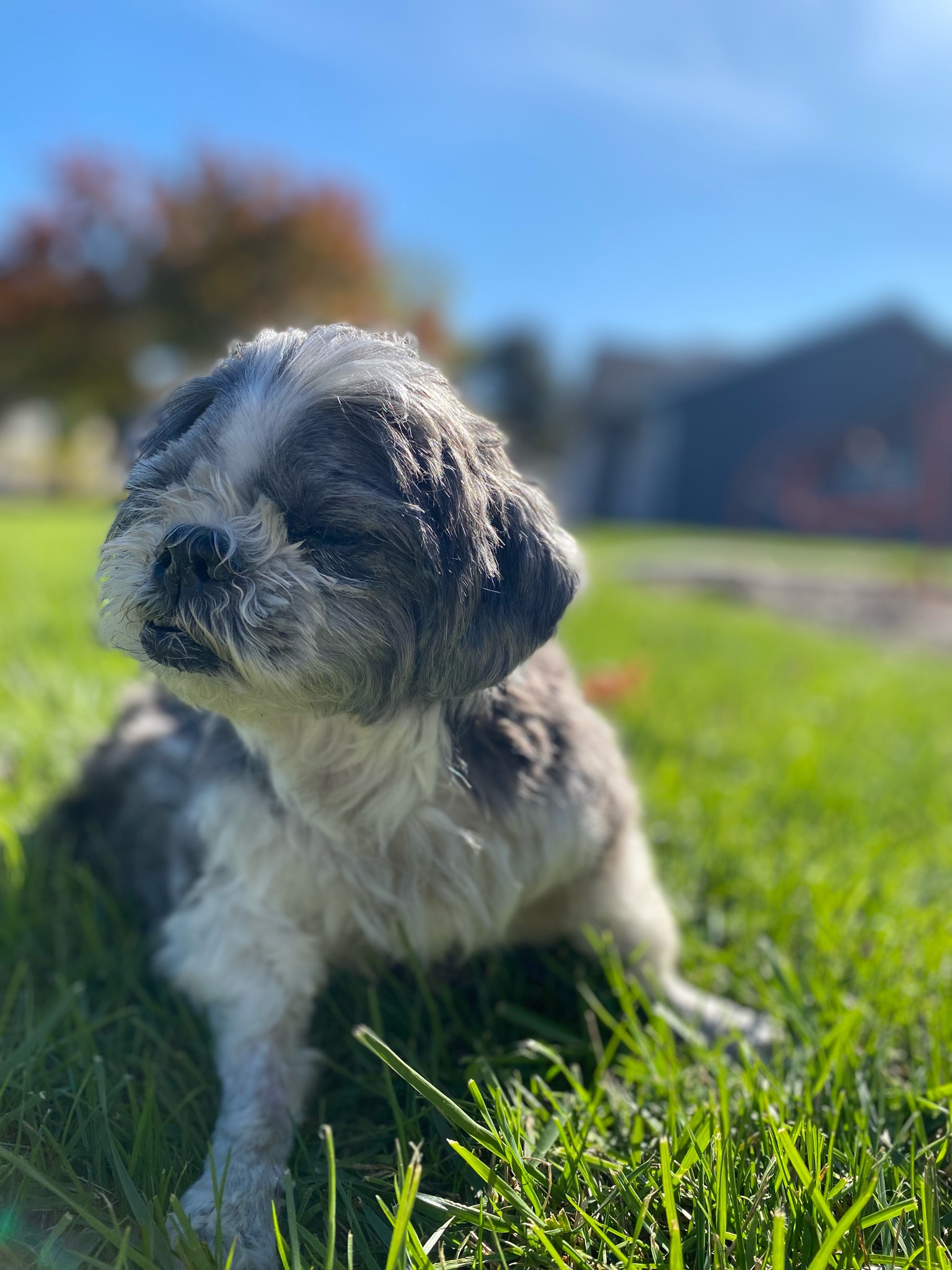 Supplements for pets I recommend 🐾