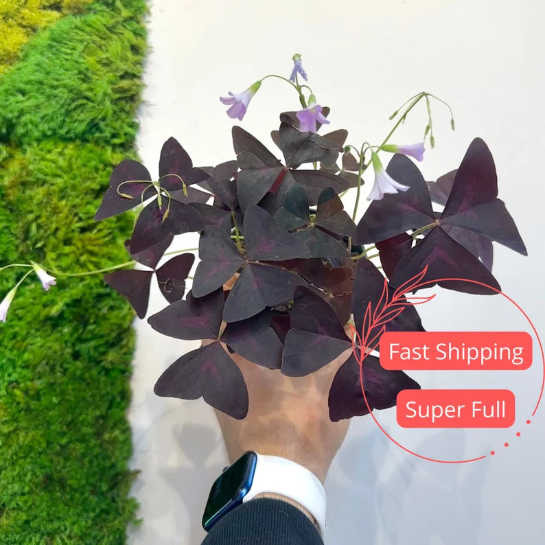 Oxalis Triangularis Plants Purple Shamrock Plant Oxalis Bulbs Live Oxalis Triangularis Purple Sha... | Etsy (US)