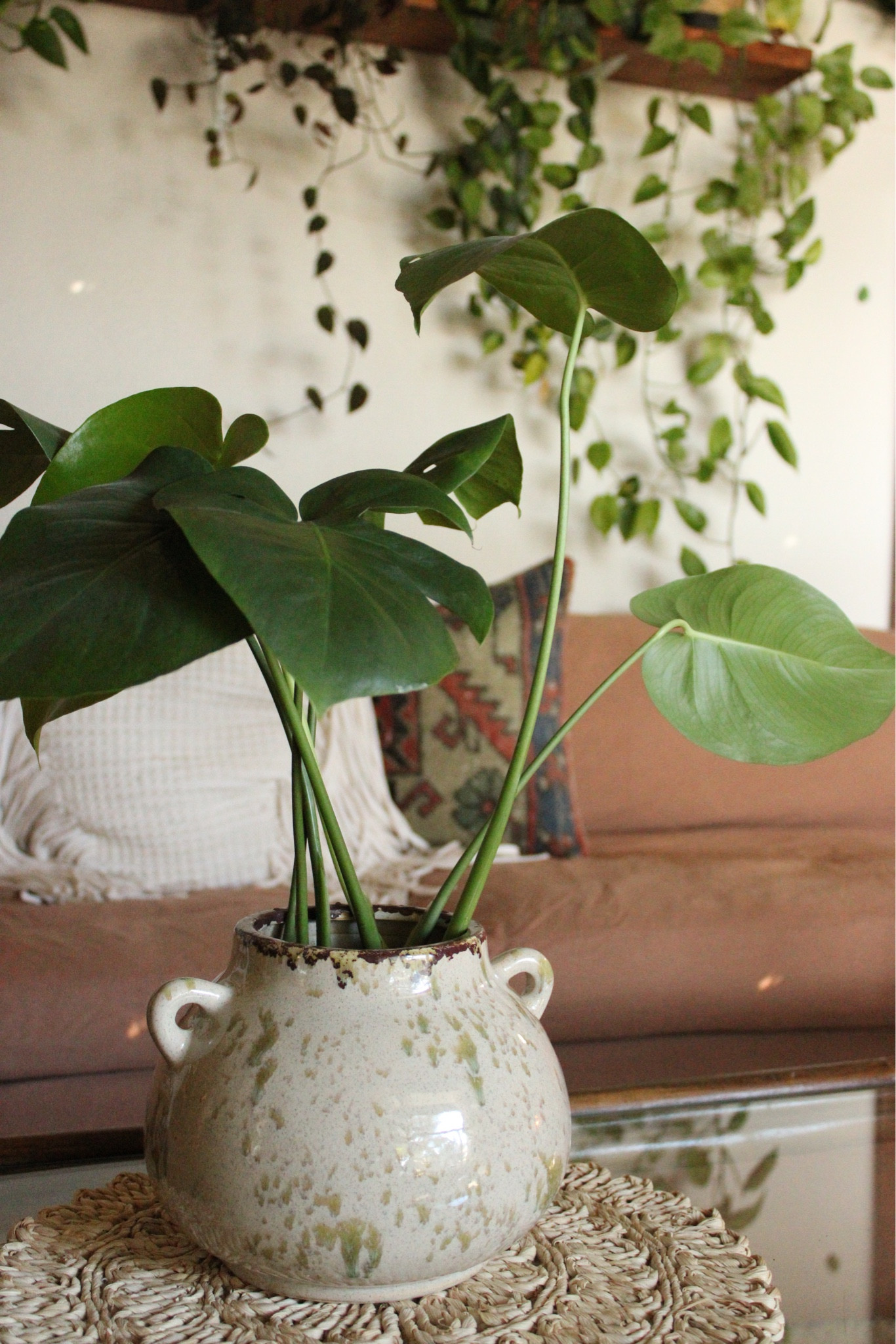 Used this cute vase as a propagation holder! 

#LTKSeasonal #LTKSpringSale #LTKhome