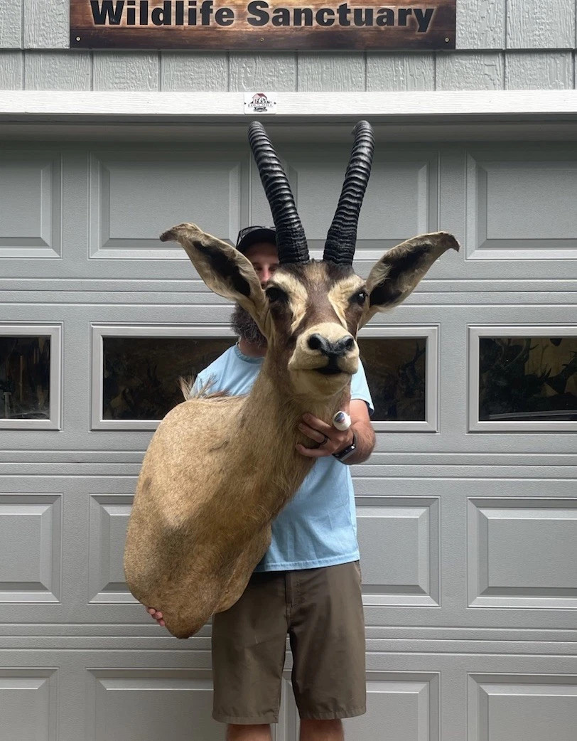 Massive Vintage African Roan Shoulder Mount Horn Deer Taxidermy Cabin Decor | eBay US
