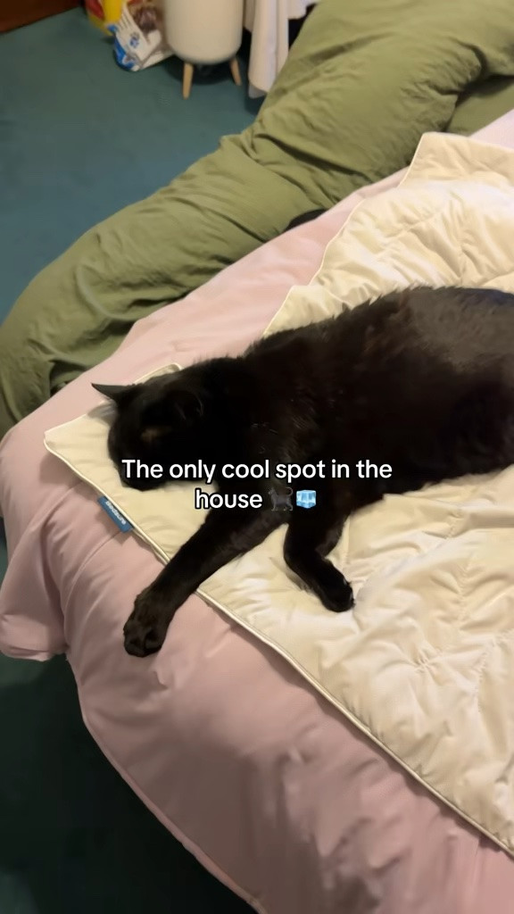 This pet cooling blanket is keeping KitKat cool in this hot weather. She will seek out this blanket when it gets hot.

#LTKmomlife #LTKSeasonal #LTKHome