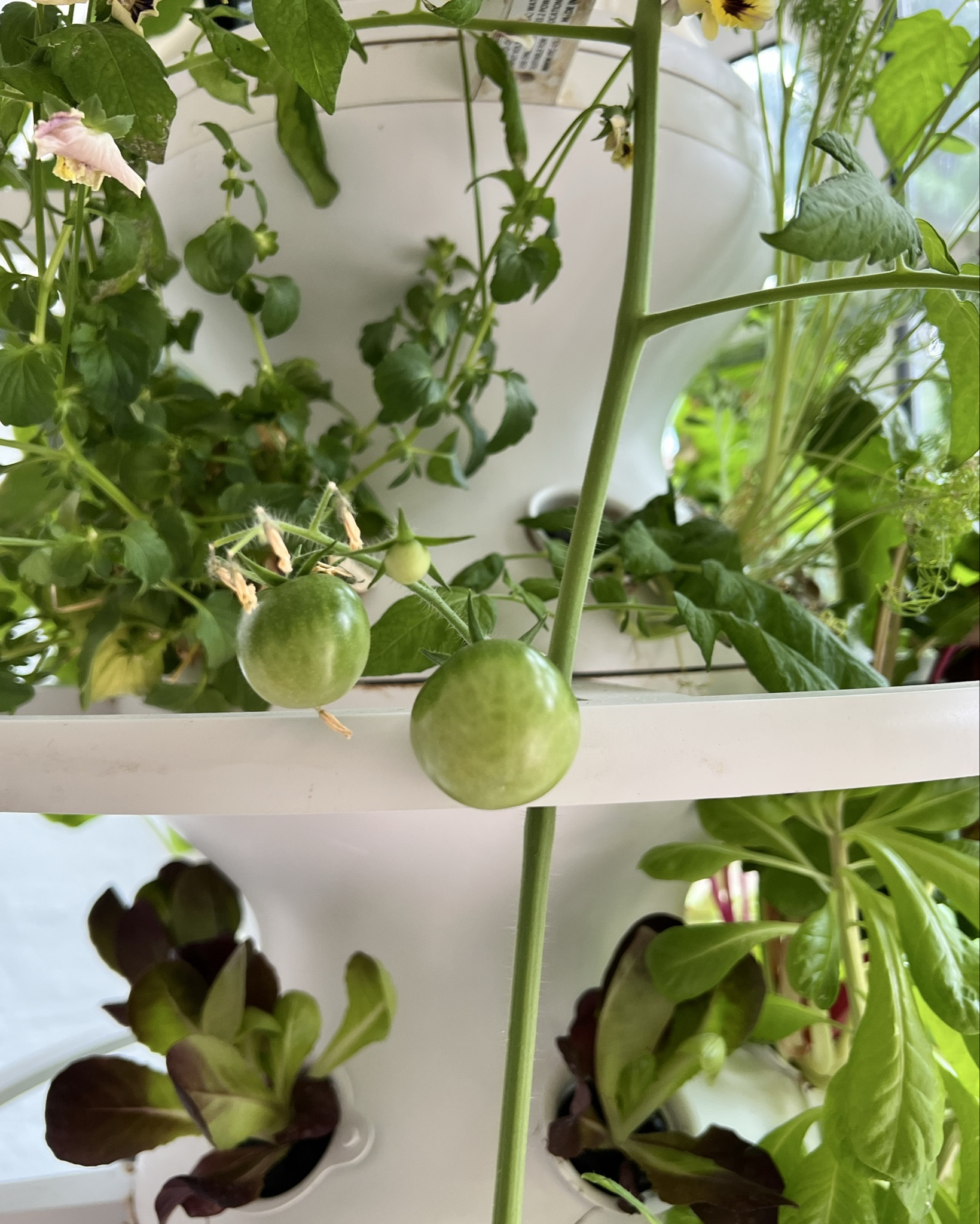 🍅 Lettuce grow is growwwwing 🌱 

My friend just got her husband the lettuce grow counter top set for Father’s Day and I’m excited to see how they work!!  If you don’t have space for a full tower the counter tops are the way to go! 

#lettucegrow #growyourownfood 

#LTKHome #LTKSeasonal #LTKFamily