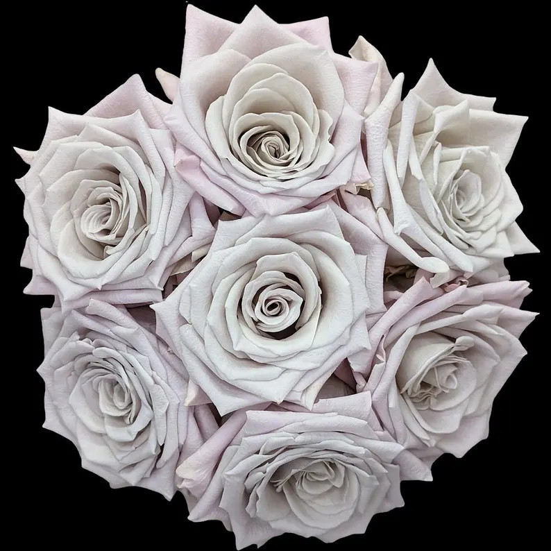 Rose “Menta” Vintage Color Cut Rose Live Plant Ownroot, 6 inch | Etsy (US)