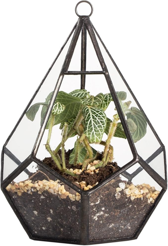 NCYP Mini Wall Hanging Glass Terrarium, 4.5 x 4.5 x 5.3 inches Diamond Shape Geometric Terrarium ... | Amazon (US)