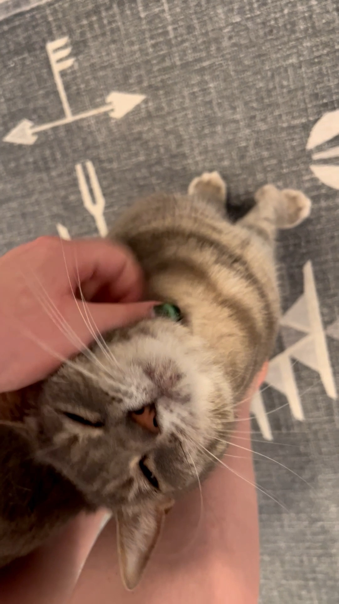 My all time favorite cat supplies - the daily cat care staples I recommend again and again, plus some of my cat’s favorite toys and treats — all cat approved! 

#LTKHome #LTKPets #LTKFamily