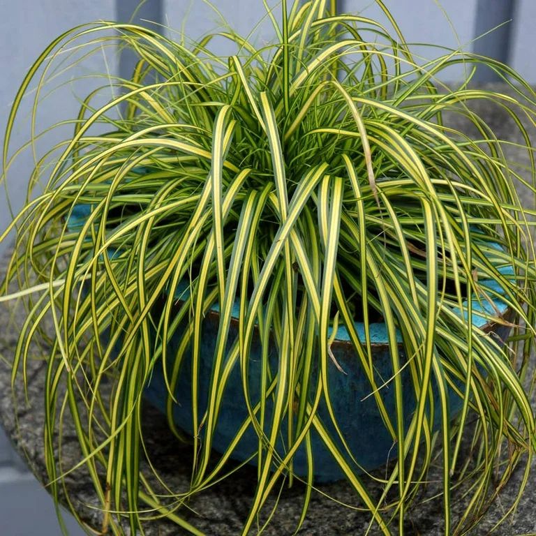 EverColor EverSheen Carex 'Sedge' (2.5 Quart) Variegated Perennial Grass with Yellow and Green Fo... | Walmart (US)