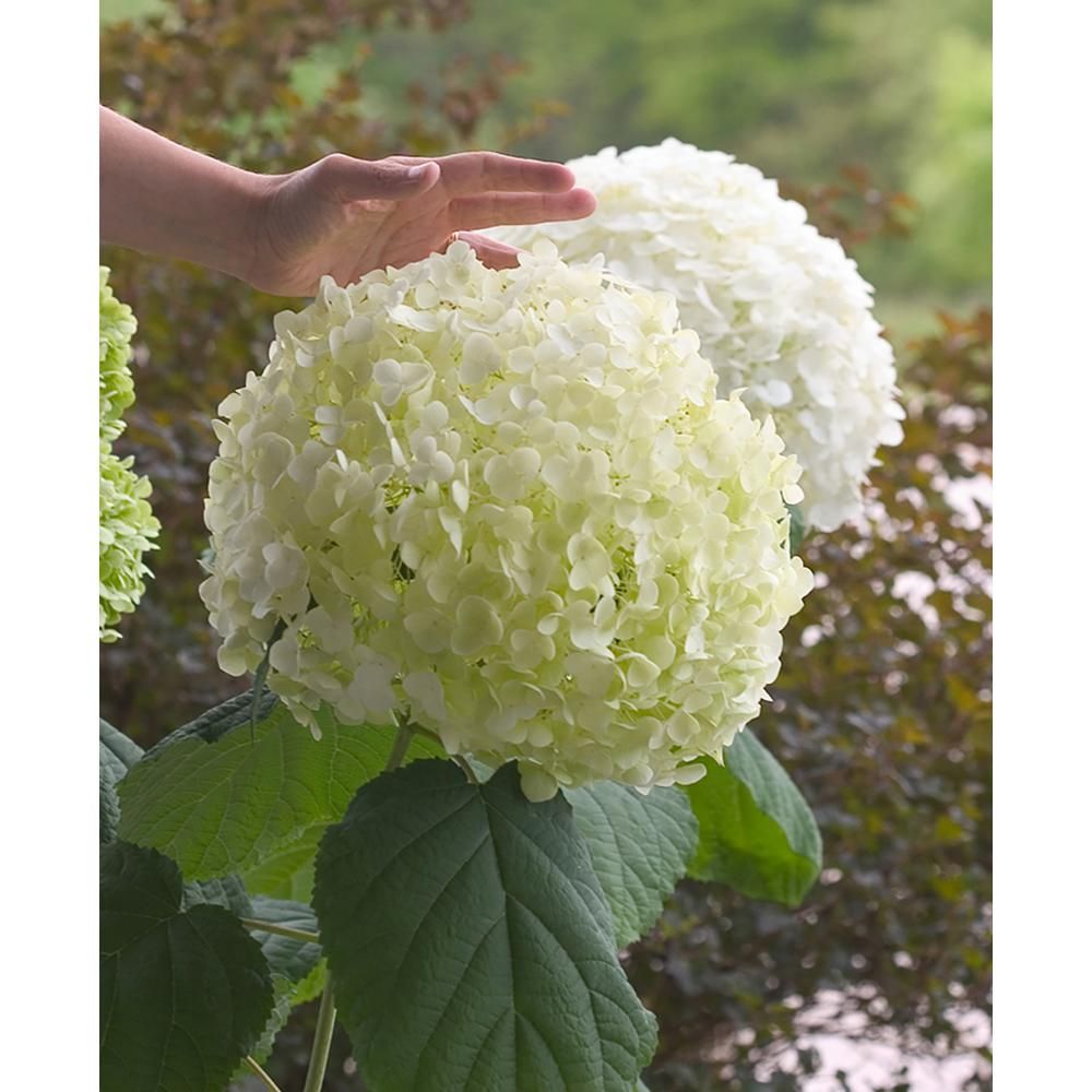 PROVEN WINNERS 4.5 in. Qt. Incrediball Smooth Hydrangea, Live Shrub, Green to White Flowers | The Home Depot