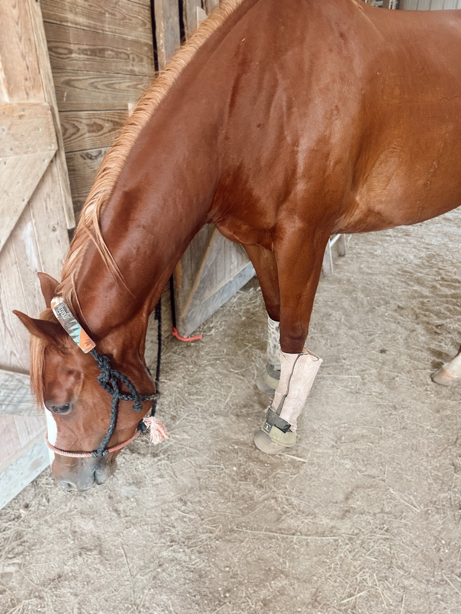 🐴🤠👢🥕🌾

#LTKdayinmylife #LTKActive #LTKU